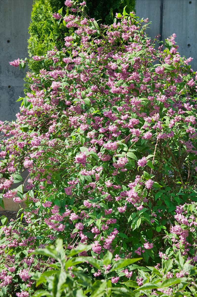 Deutzia x Hybrida Strawberry Fields