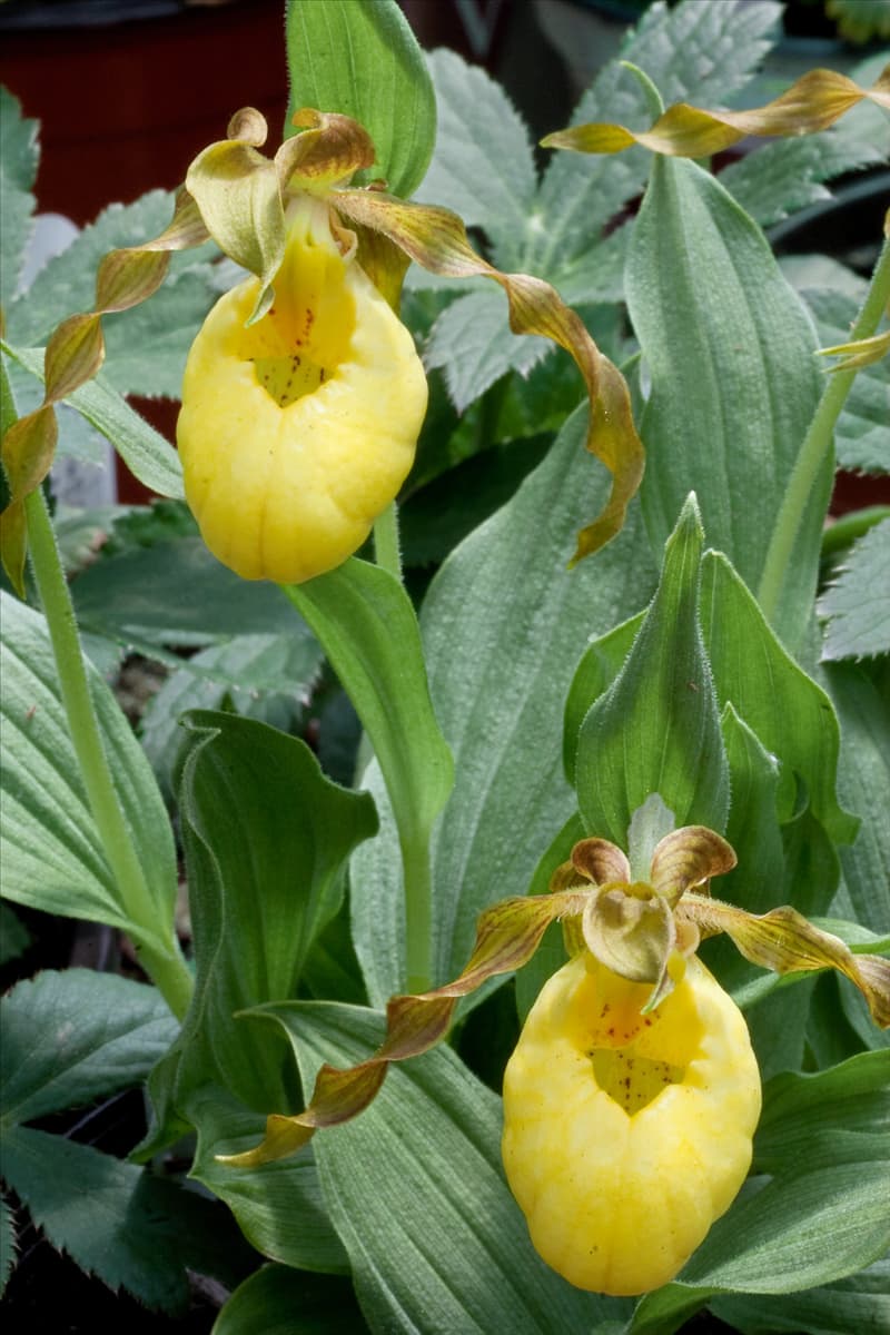Cypripedium Frauenschuh