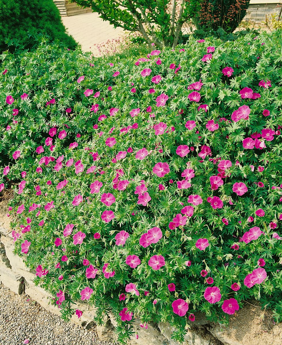 GERANIUM SANGUINEUM