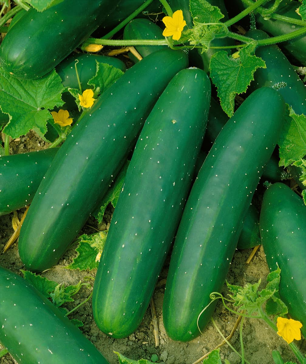 Gurke / Cucumis sativus Marketer