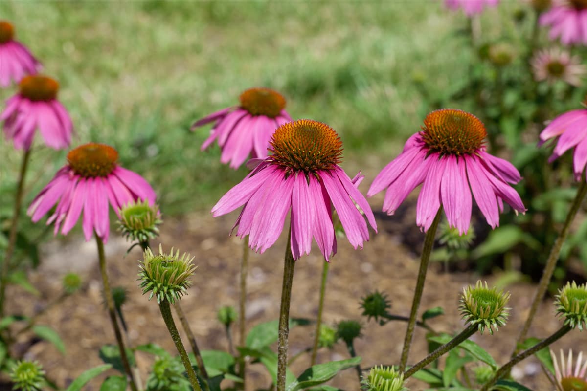 Echinacea purpurea Kim's Knee High