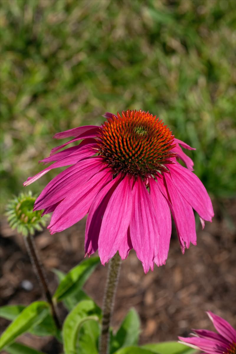 Echinacea purpurea Red Knee High