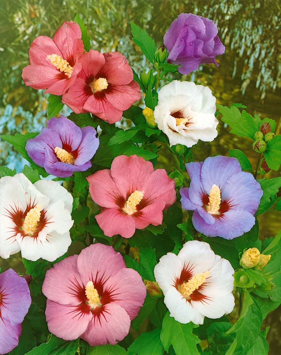 Hibiscus syriacus Mischung