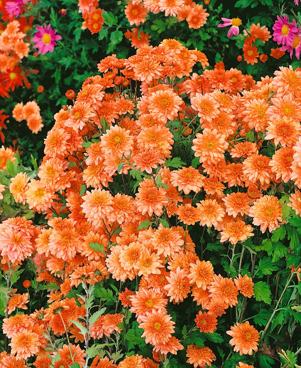 Chrysanthemum x grandiflorum Aurore