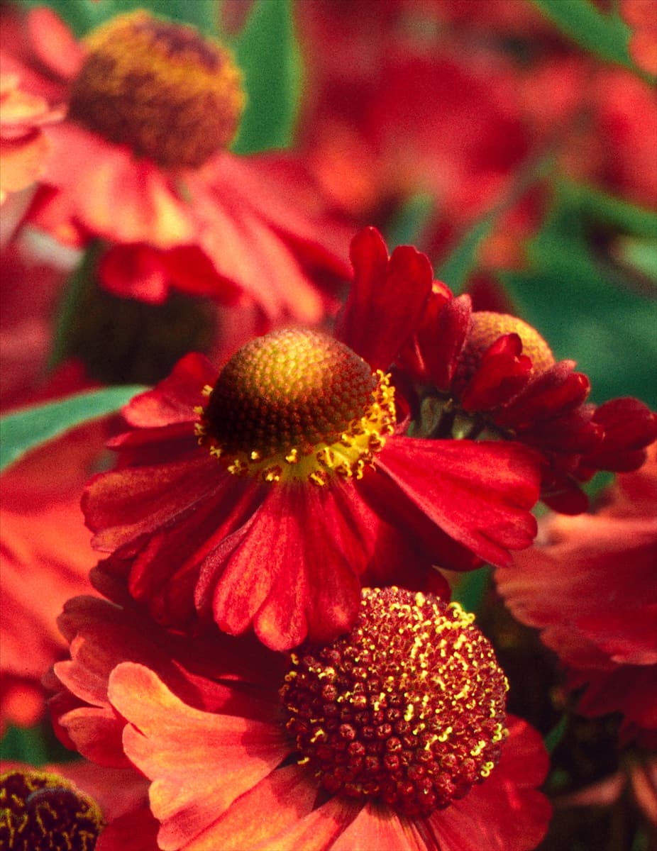 Helenium Ruby Tuesday