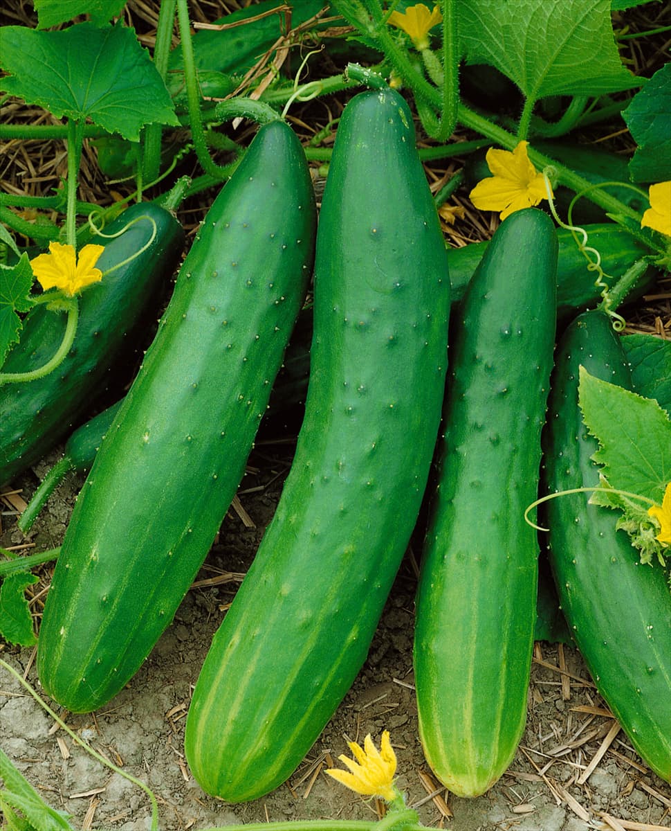 Gurke / Cucumis sativus Riesenschäl