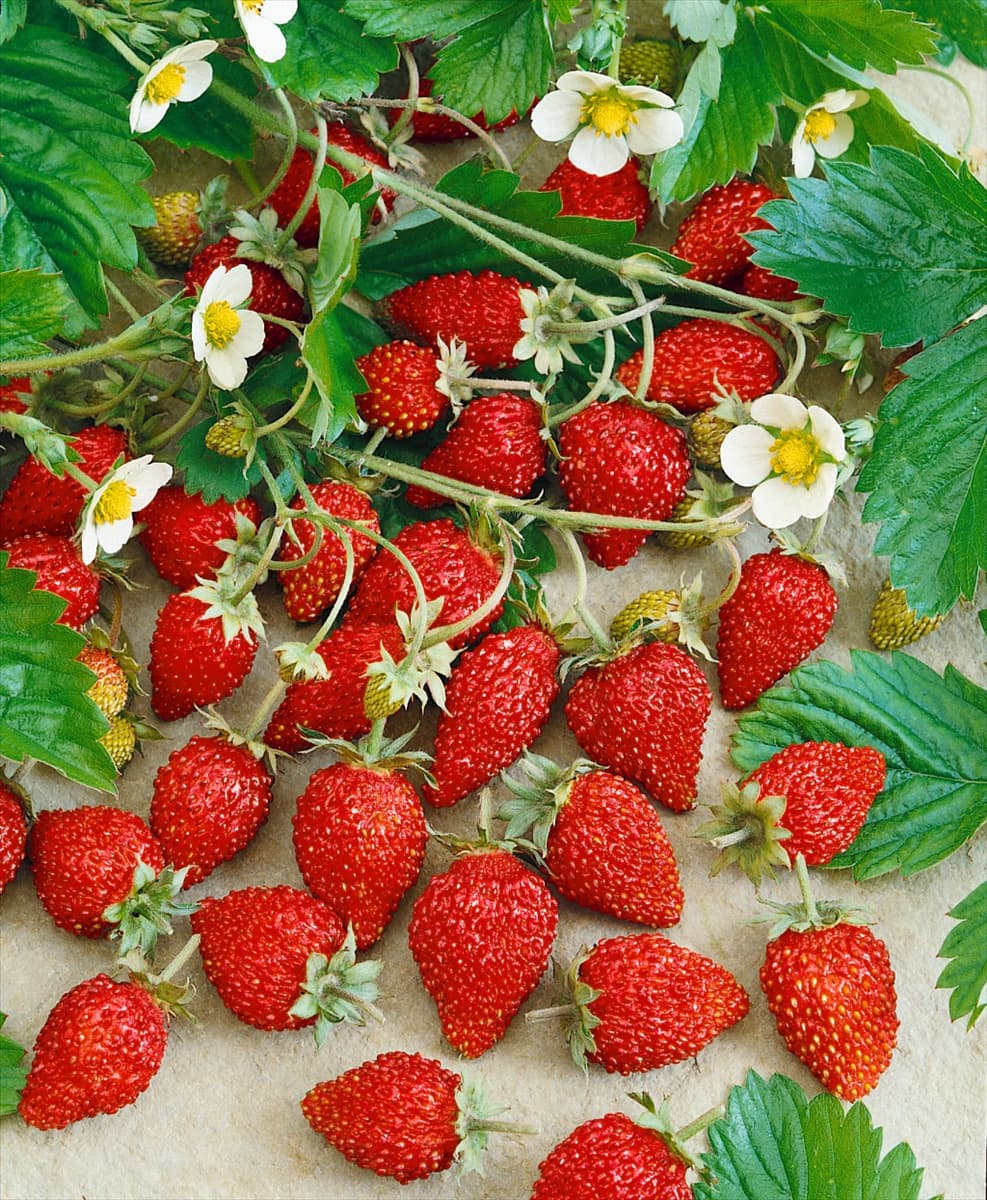 Fragaria vesca 'Hummi® Waldfee' Walderdbeere 'Hummi® Waldfee'