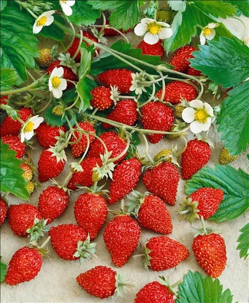 Fragaria vesca 'Hummi® Waldfee'