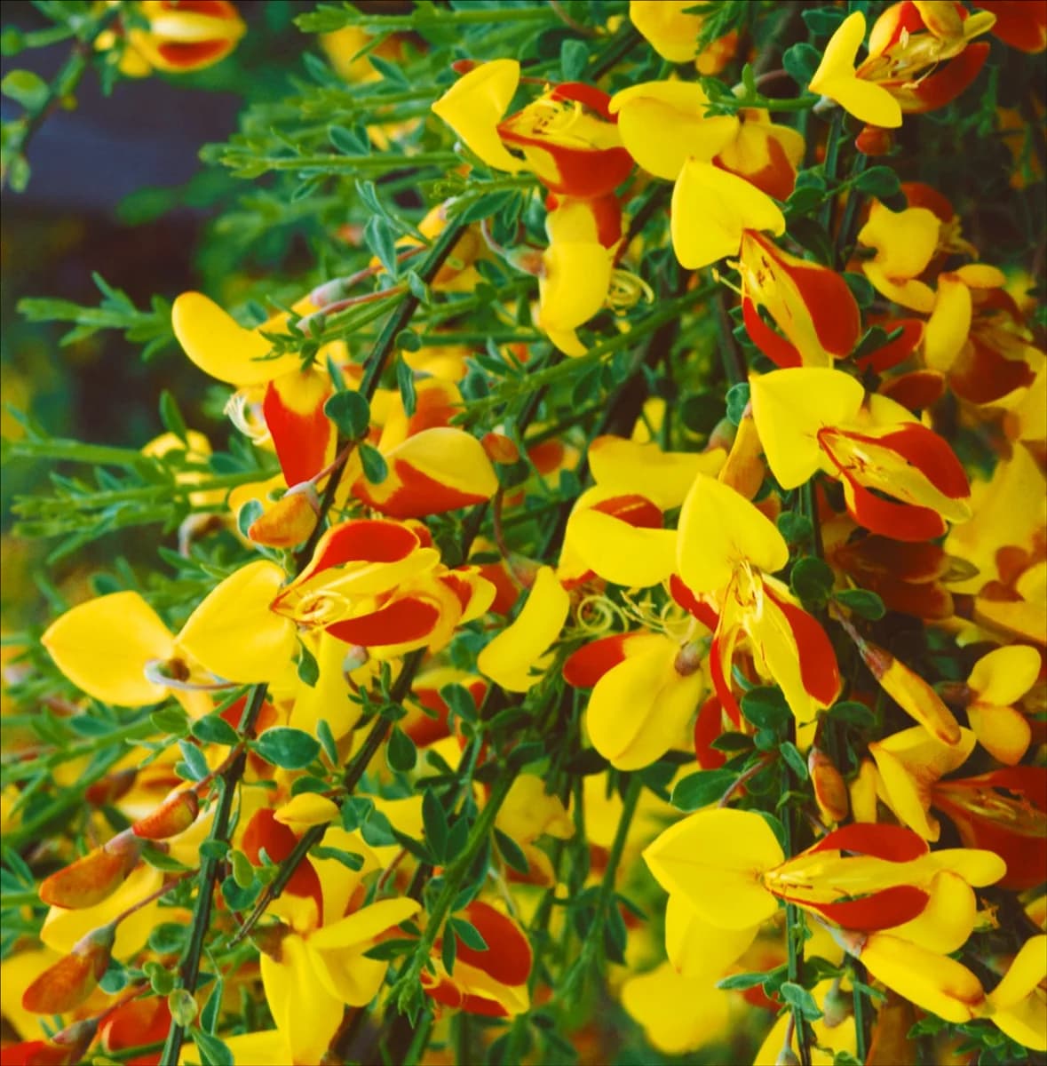 CYTISUS FIREFLY