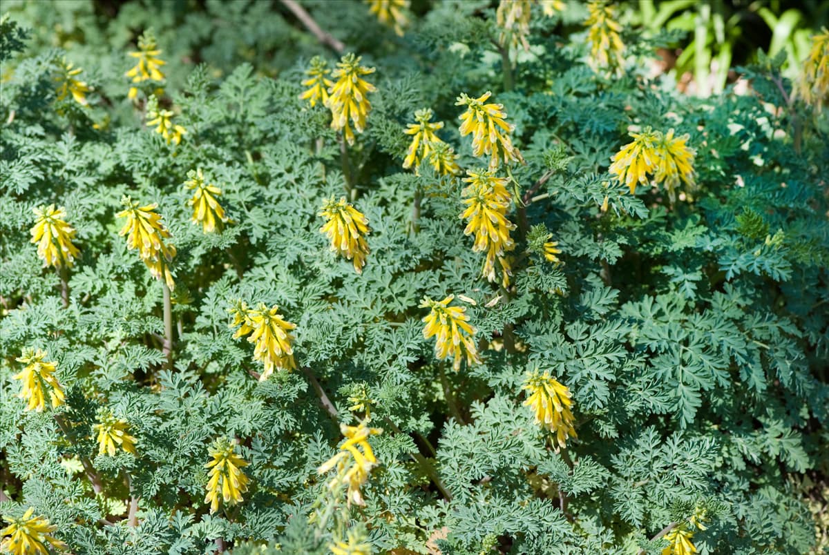 Corydalis lutea