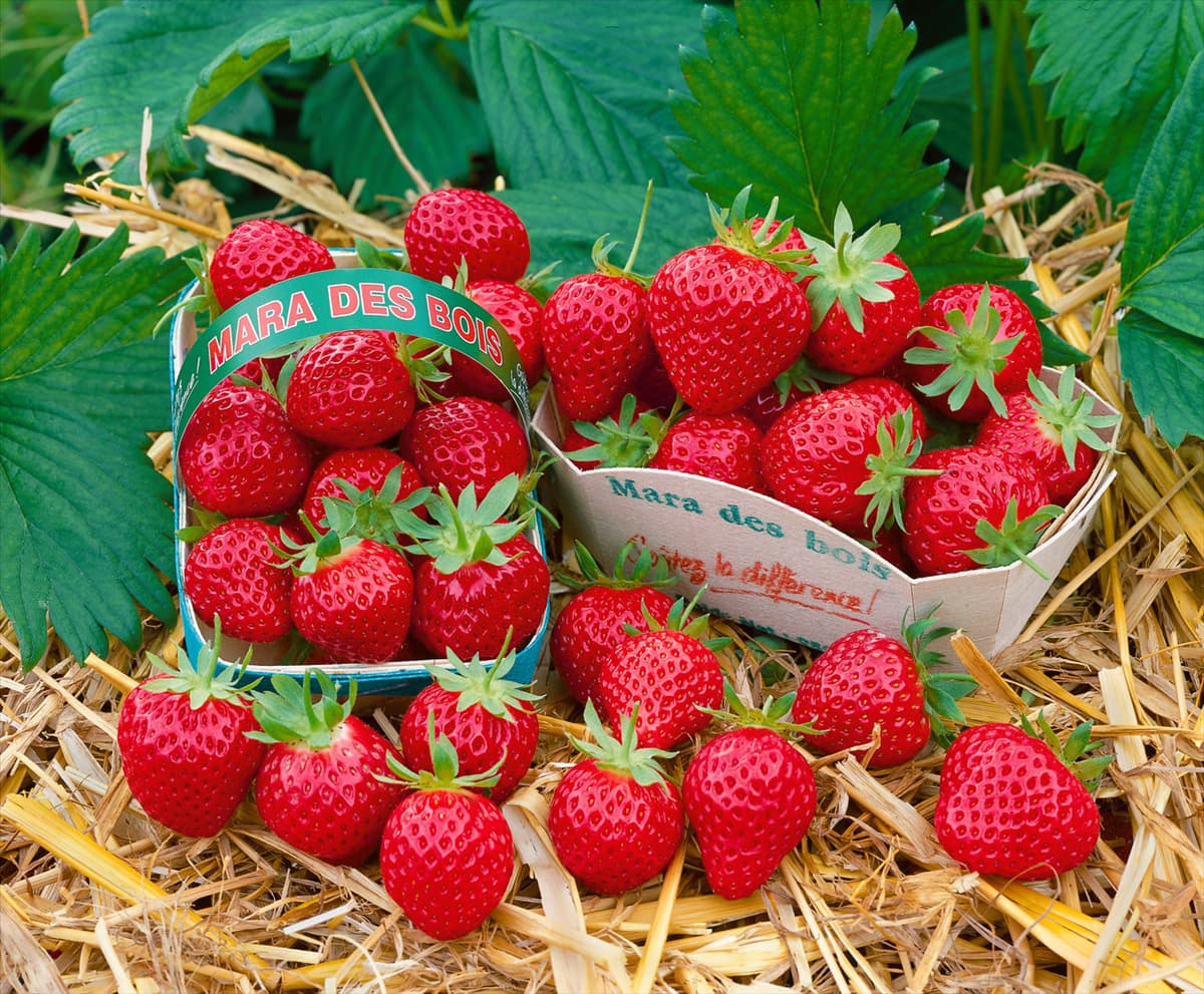 Fragaria vesca 'Mara des Bois'(s) Erdbeere 'Mara des Bois'