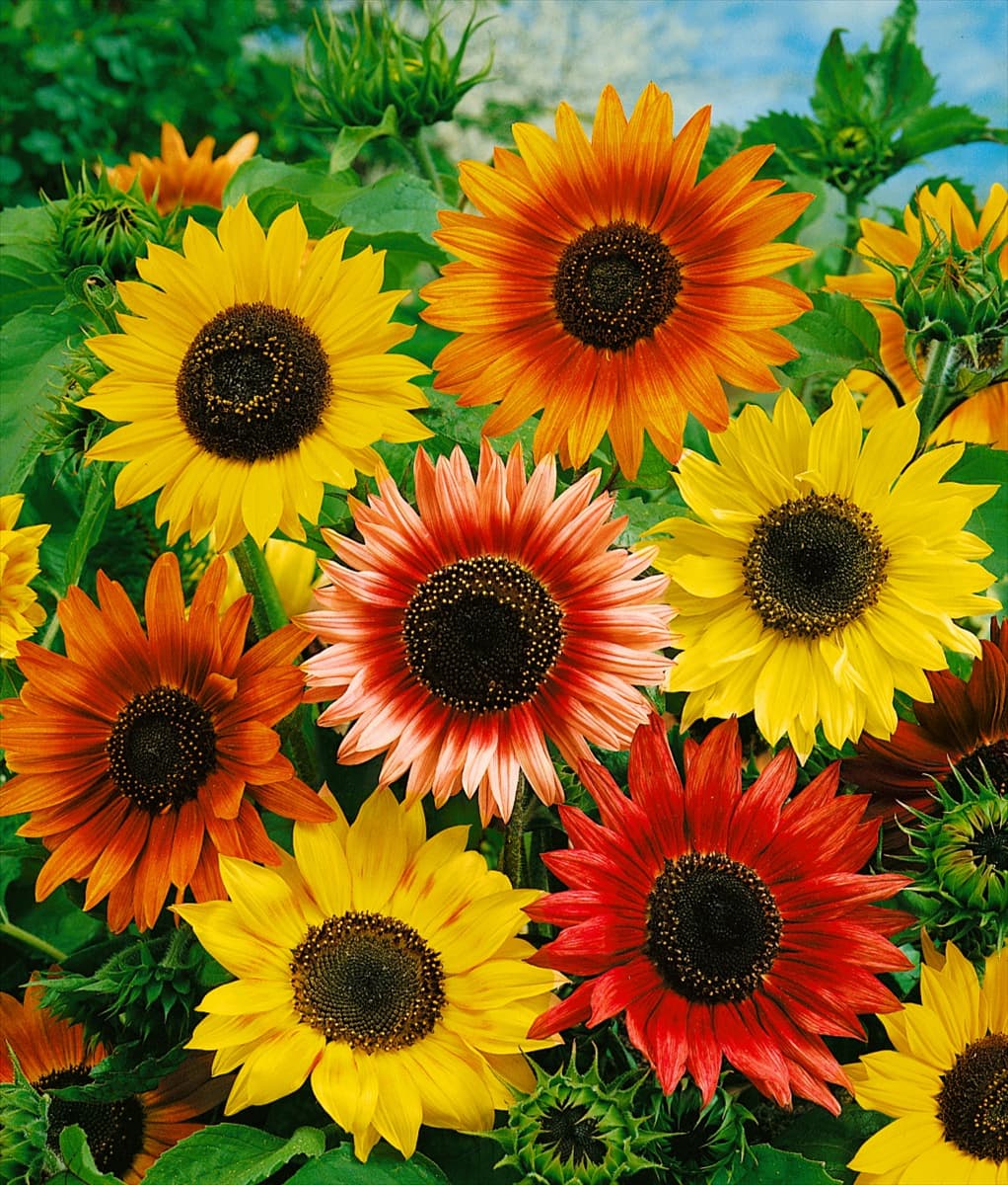 Helianthus annuus Autumn Beauty