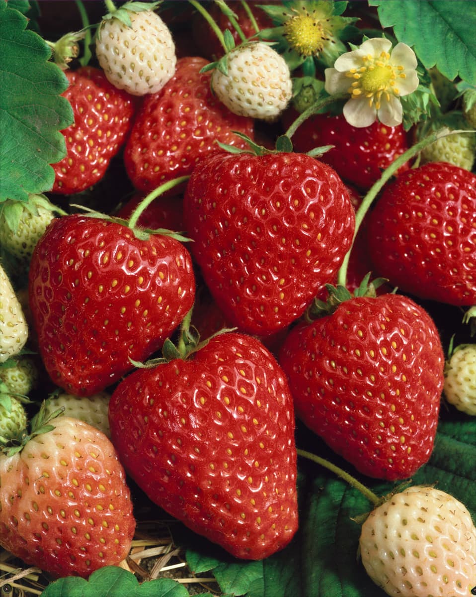 Fragaria vesca var. semperflorens 'Ostara' Garten-Monats-Erdbeere 'Ostara'