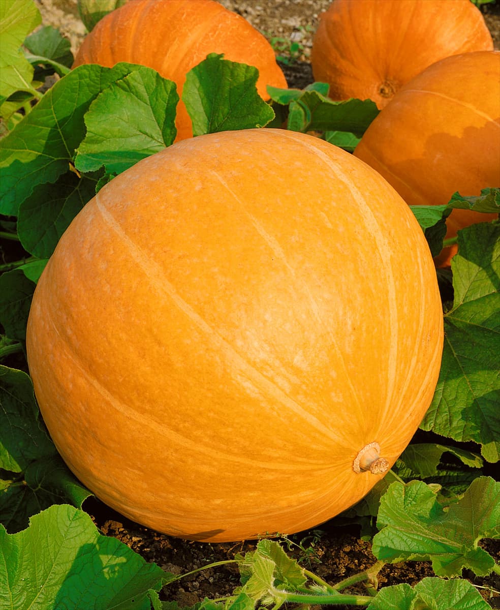 Kürbis / Cucurbita maxima Atlantic Giant