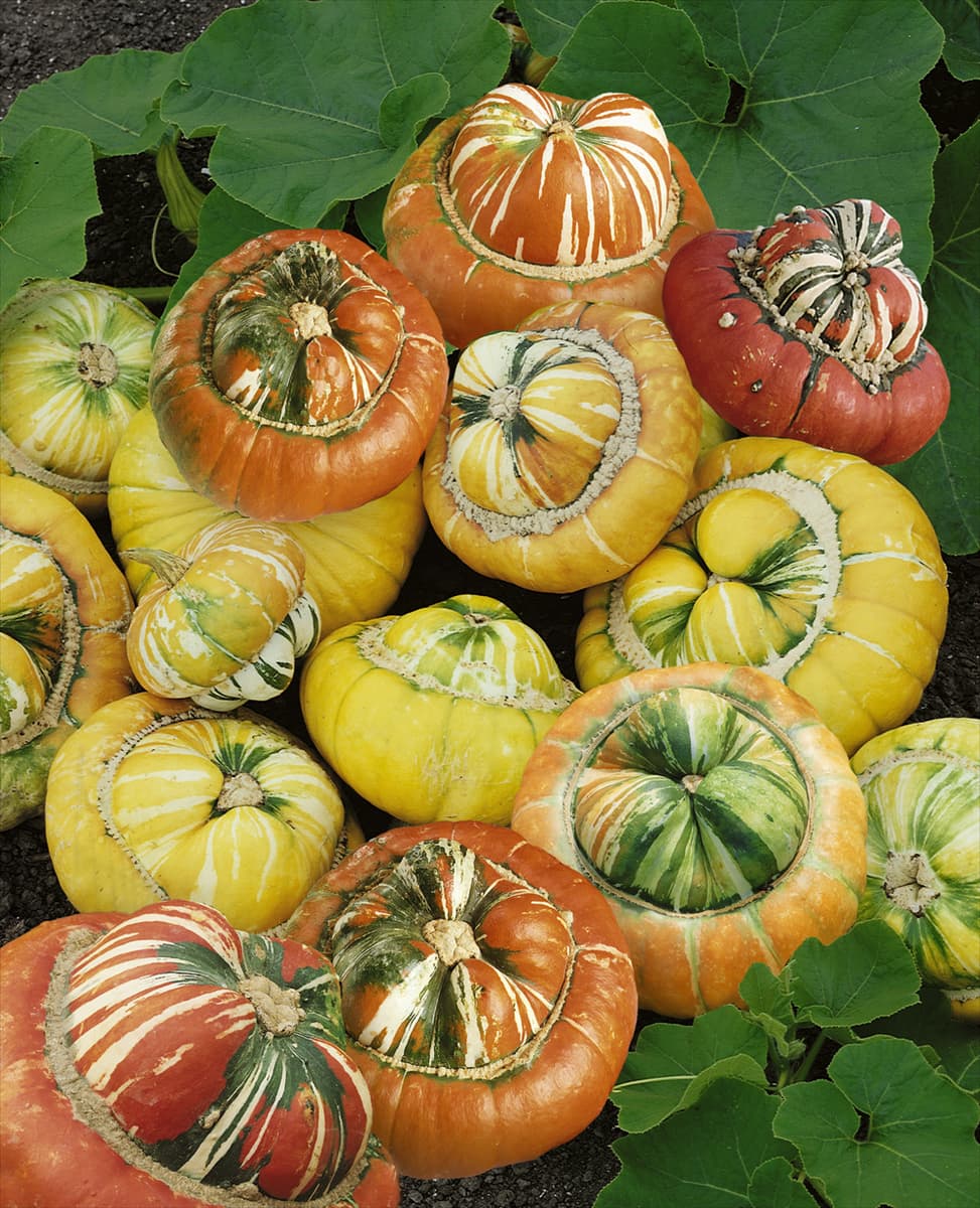 Kürbis / Cucurbita pepo mixed