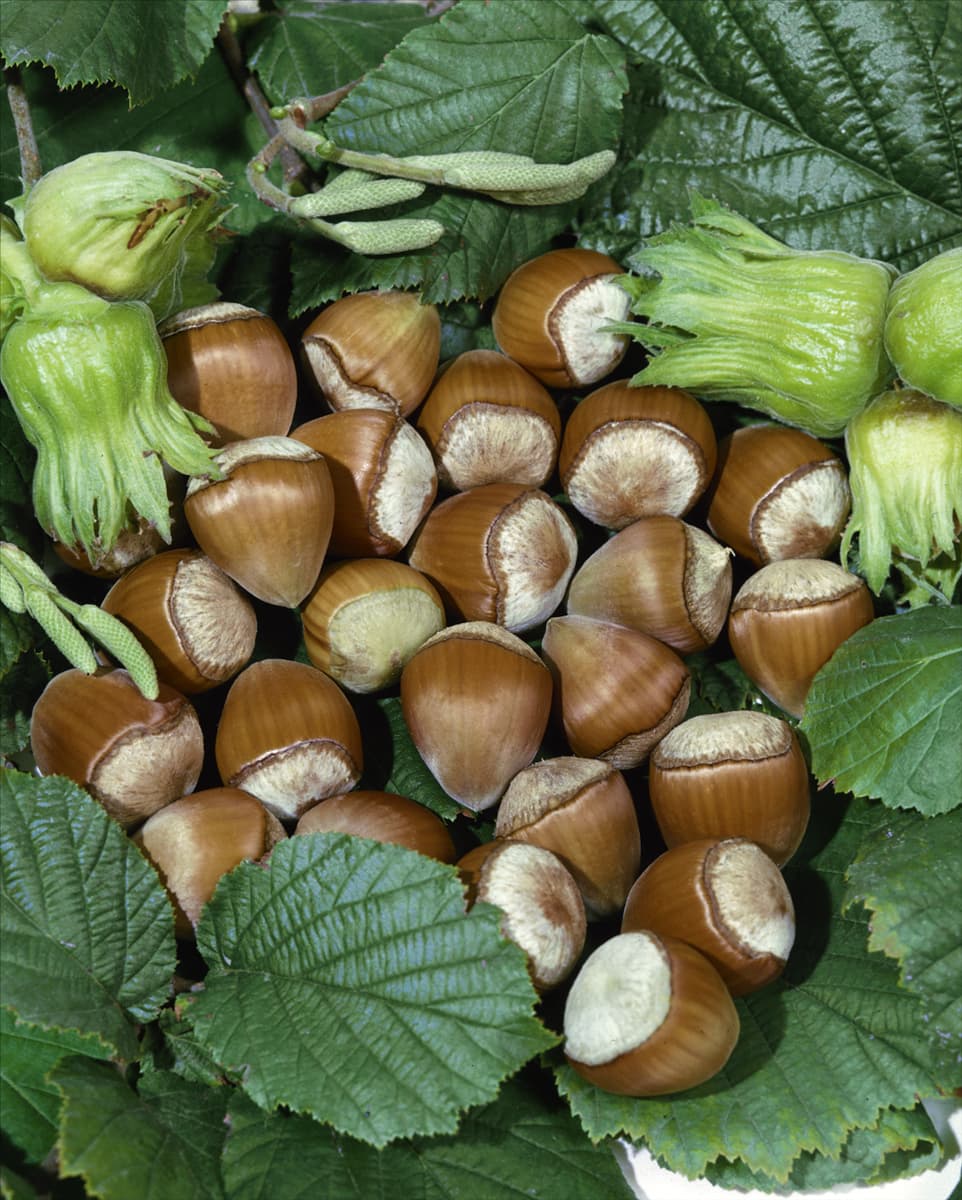 Haselnuss / Corylus avellana
