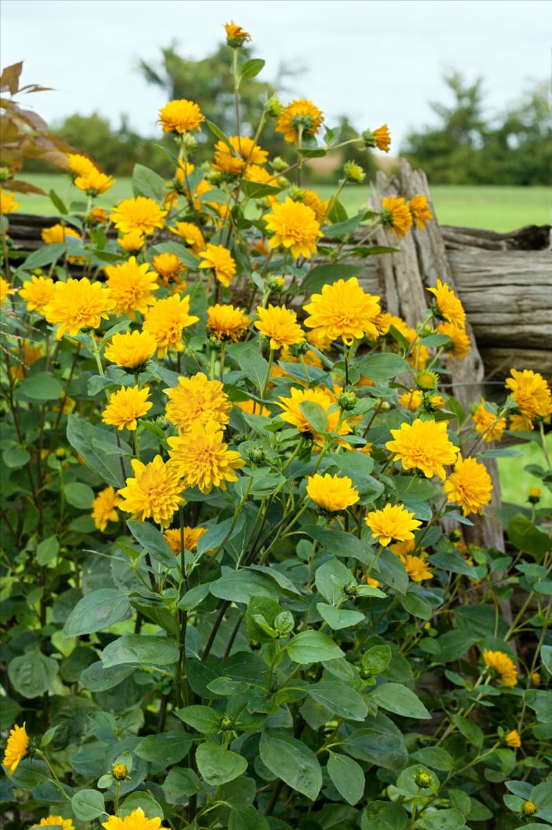 Helianthus decapetalus Soleil d'Or