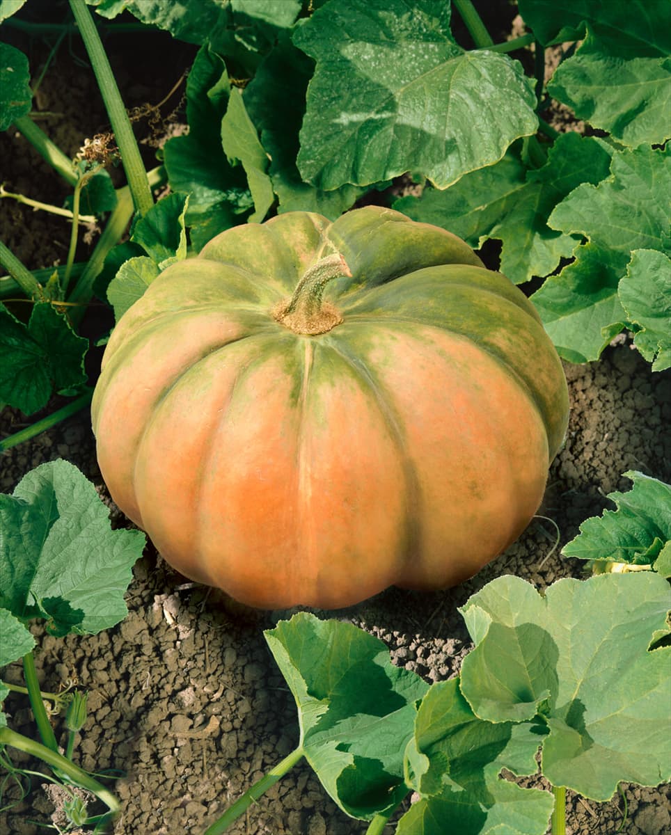 Kürbis / Cucurbita moschata Provence