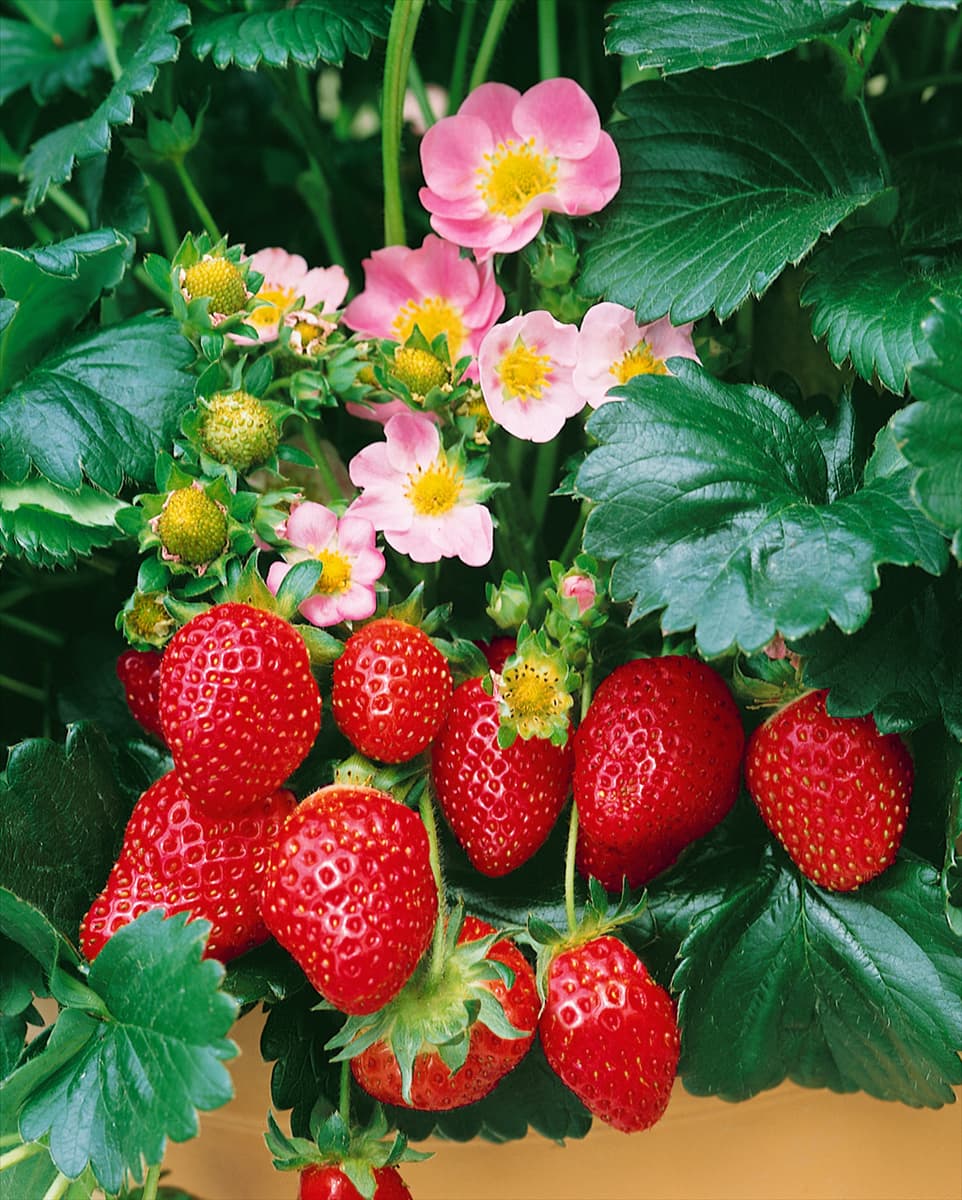 Fragaria x ananassa 'Fragoo' Erdbeere 'Fragoo'