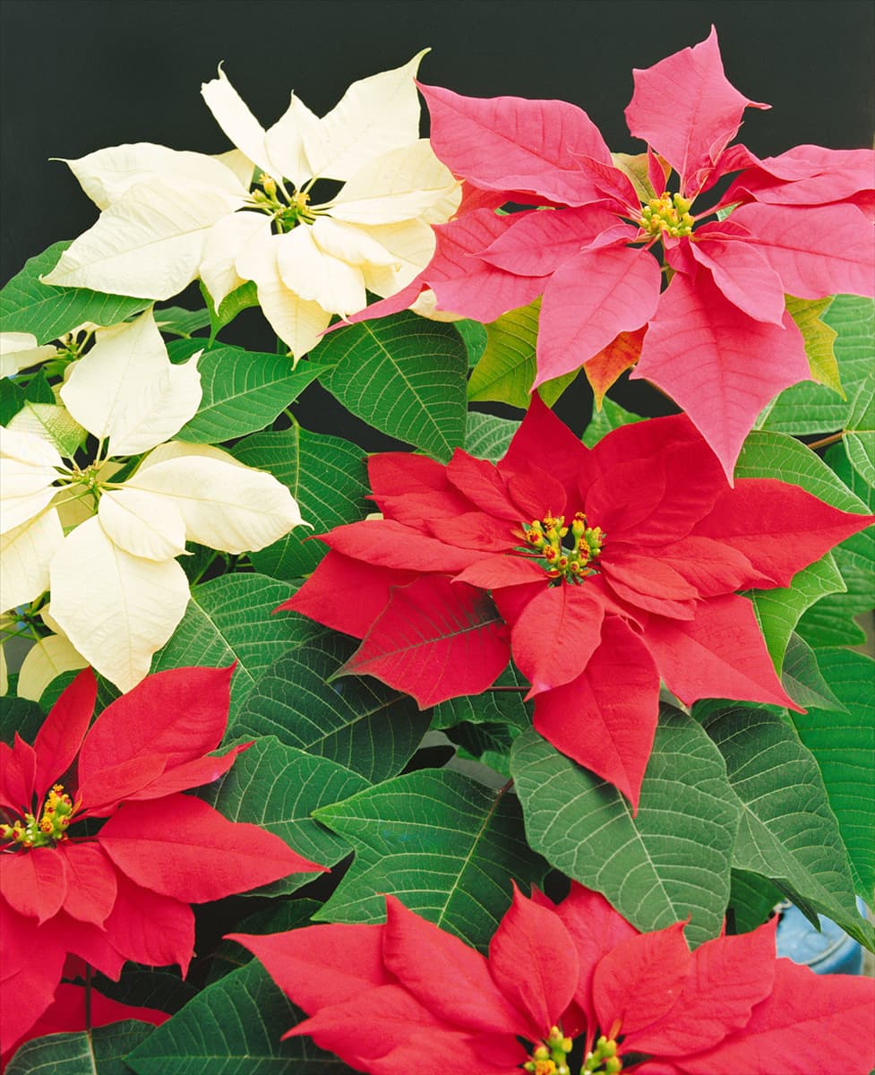 EUPHORBIA pulcherrima mixed (Poinsettia)