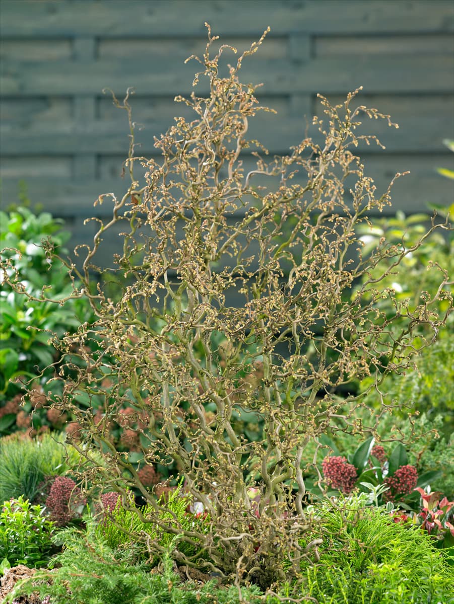 Corylus avellana Twister