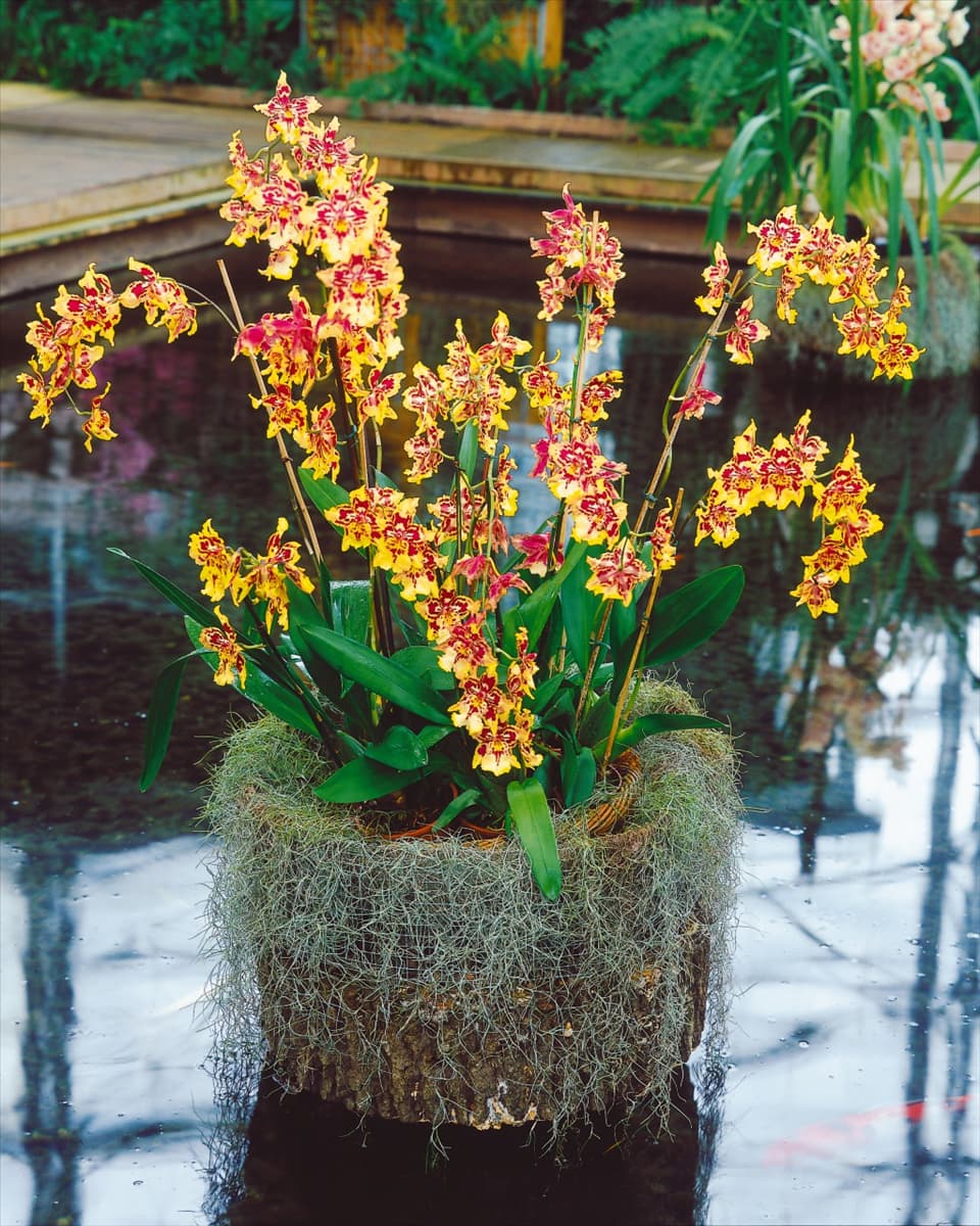 Colmanara Colmanara