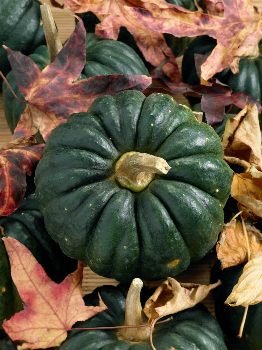 Cucurbita moschata Futtsu Black Early