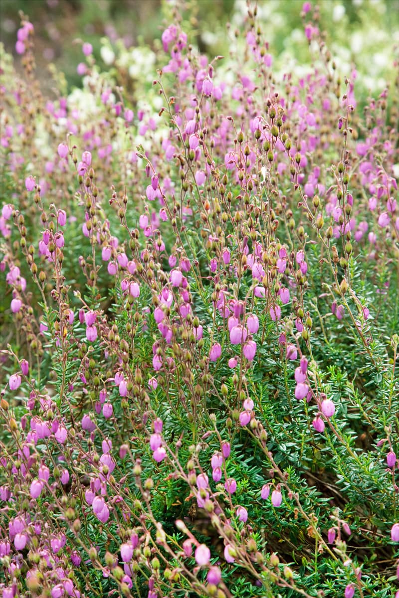 Daboecia cantabrica Violetta