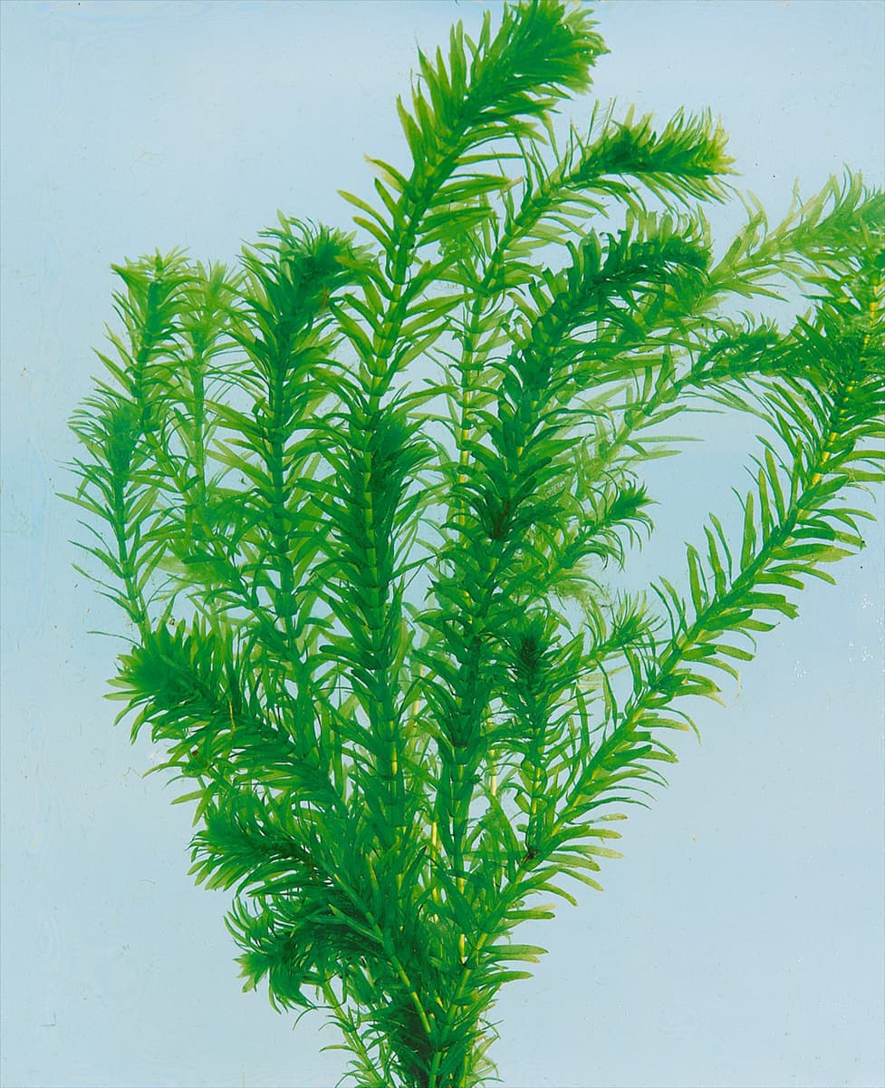 Egeria densa Dichtblättrige Wasserpest