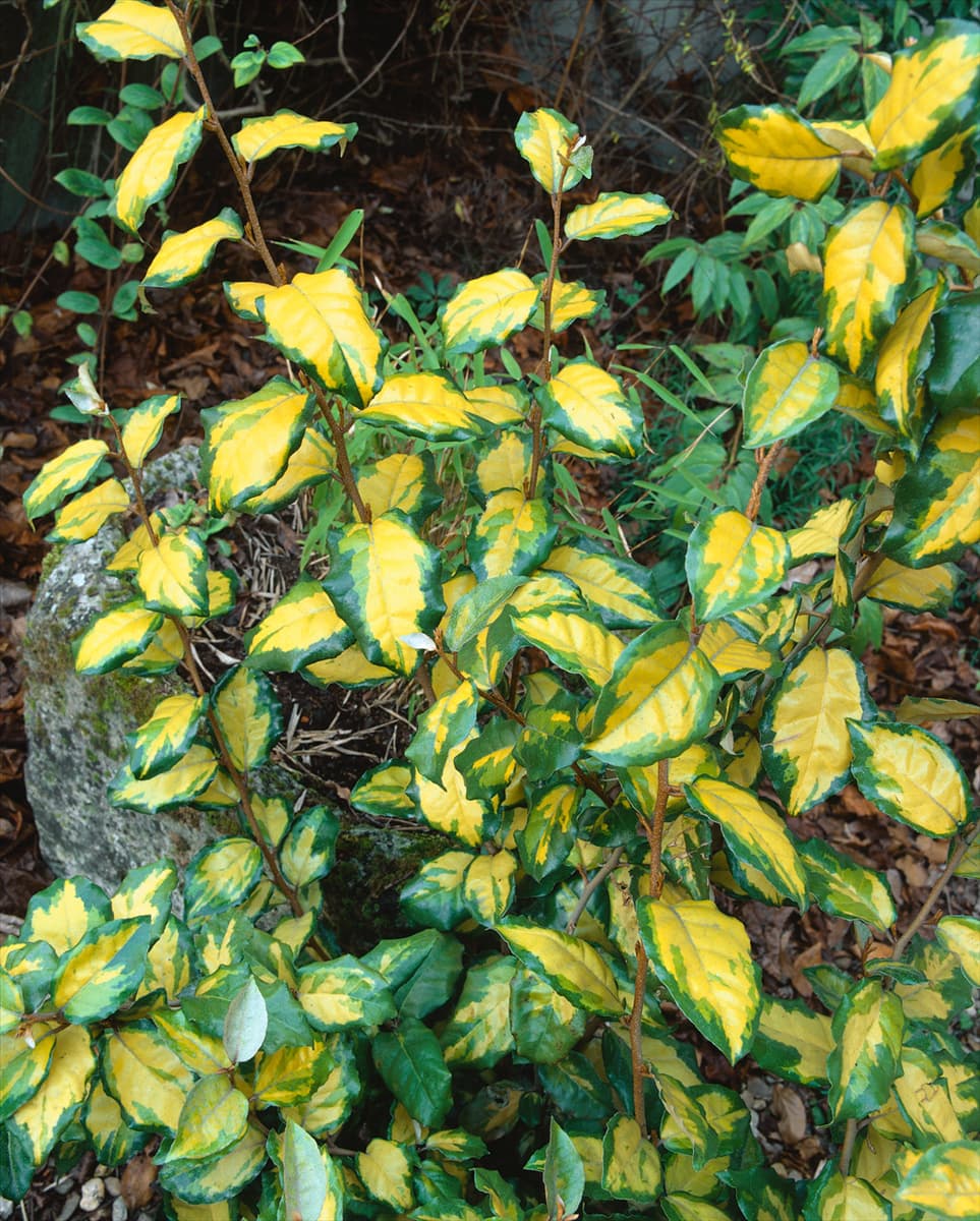 Elaeagnus x ebbingei Coastal Gold