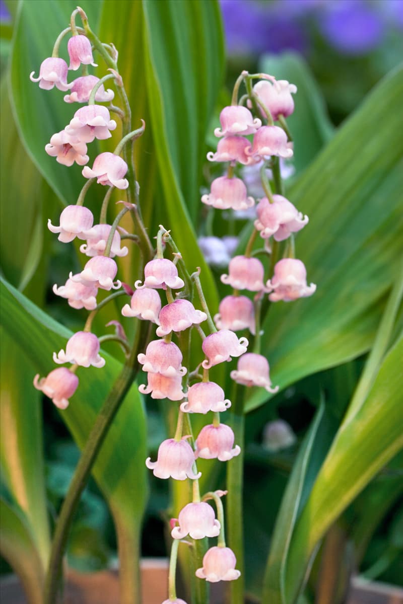 Convallaria majalis Rosea