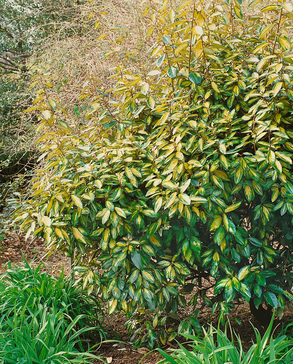 Elaeagnus x ebbingei Limelight