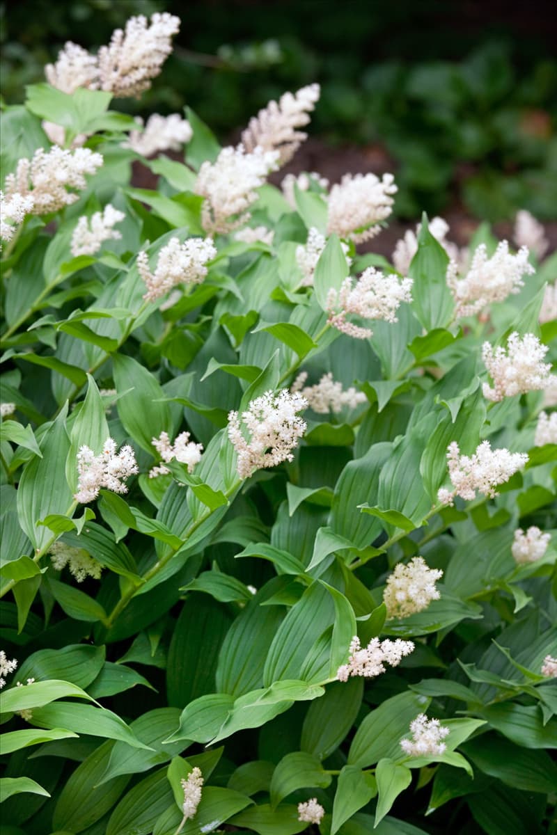 Smilacina racemosa