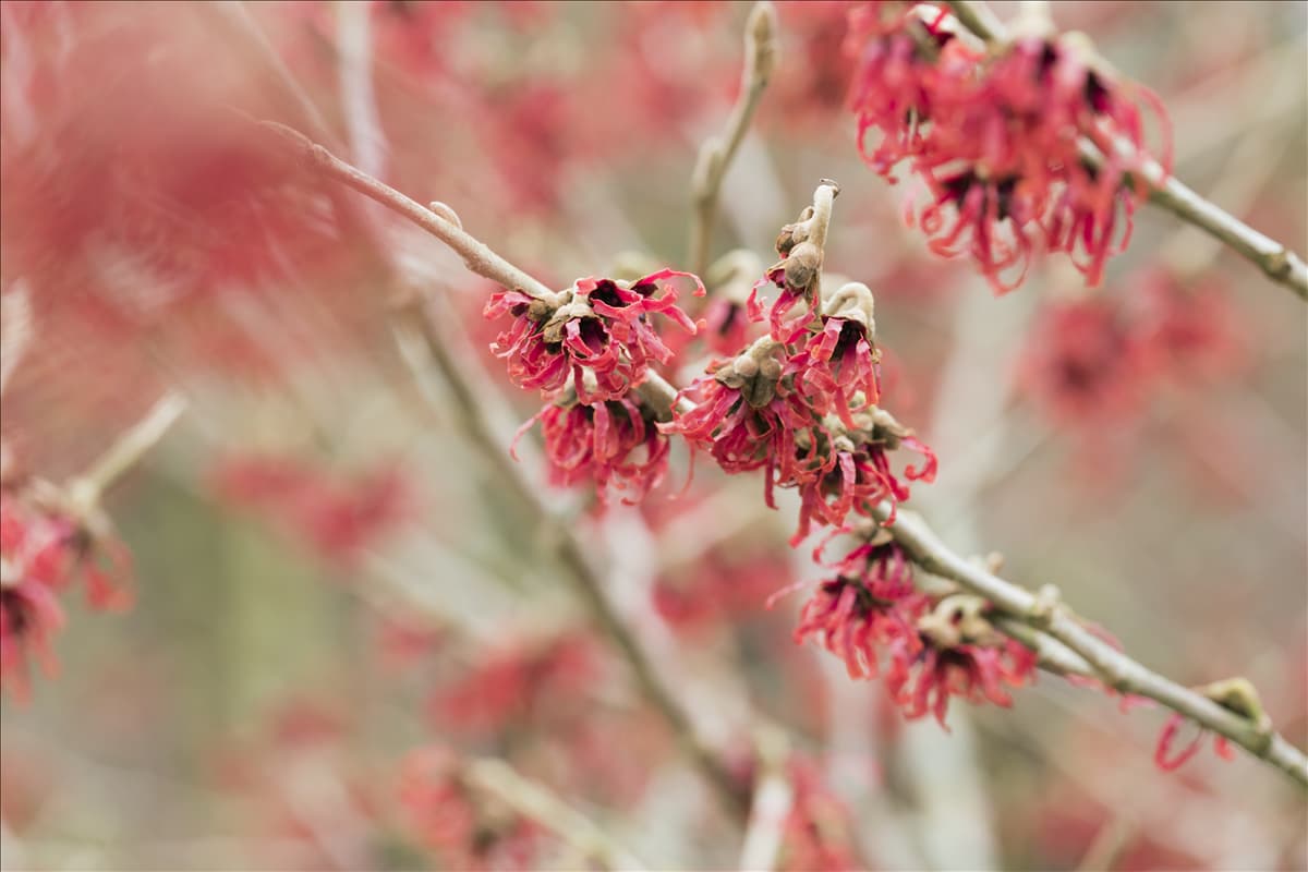 Hamamelis mollis 'Feuerzauber'