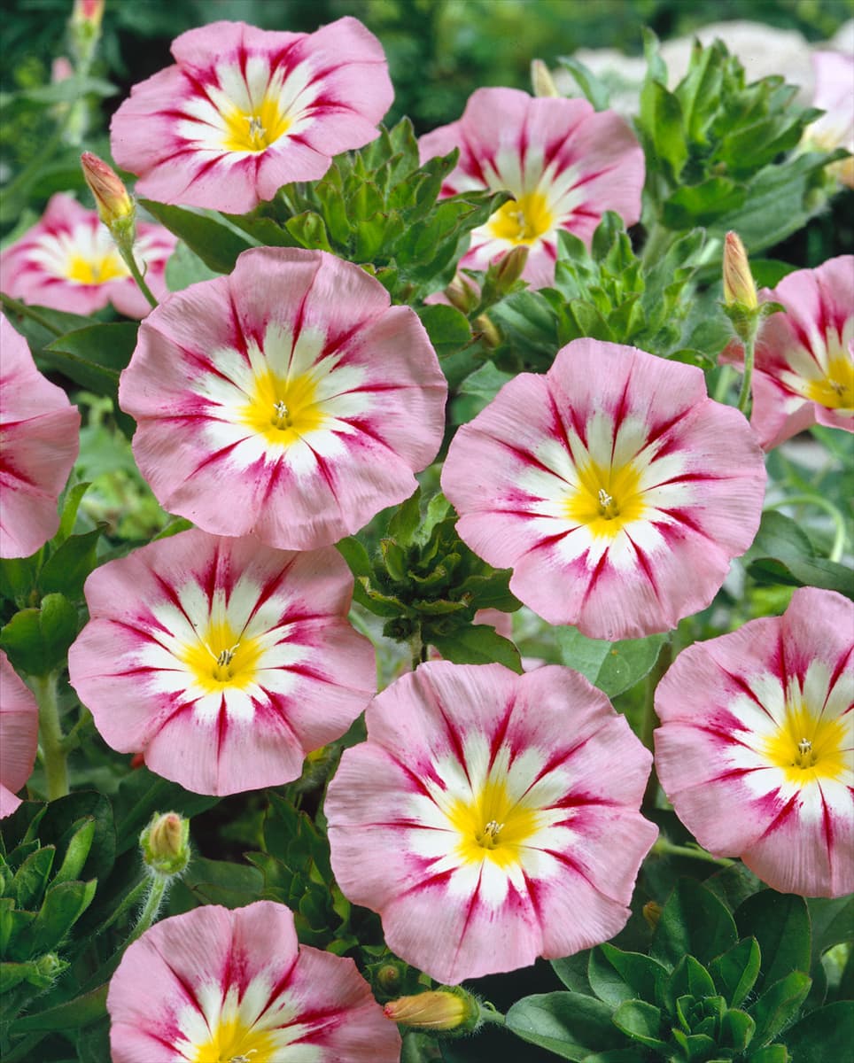 CONVOLVULUS TRICOLOR ROSE ENSIGN