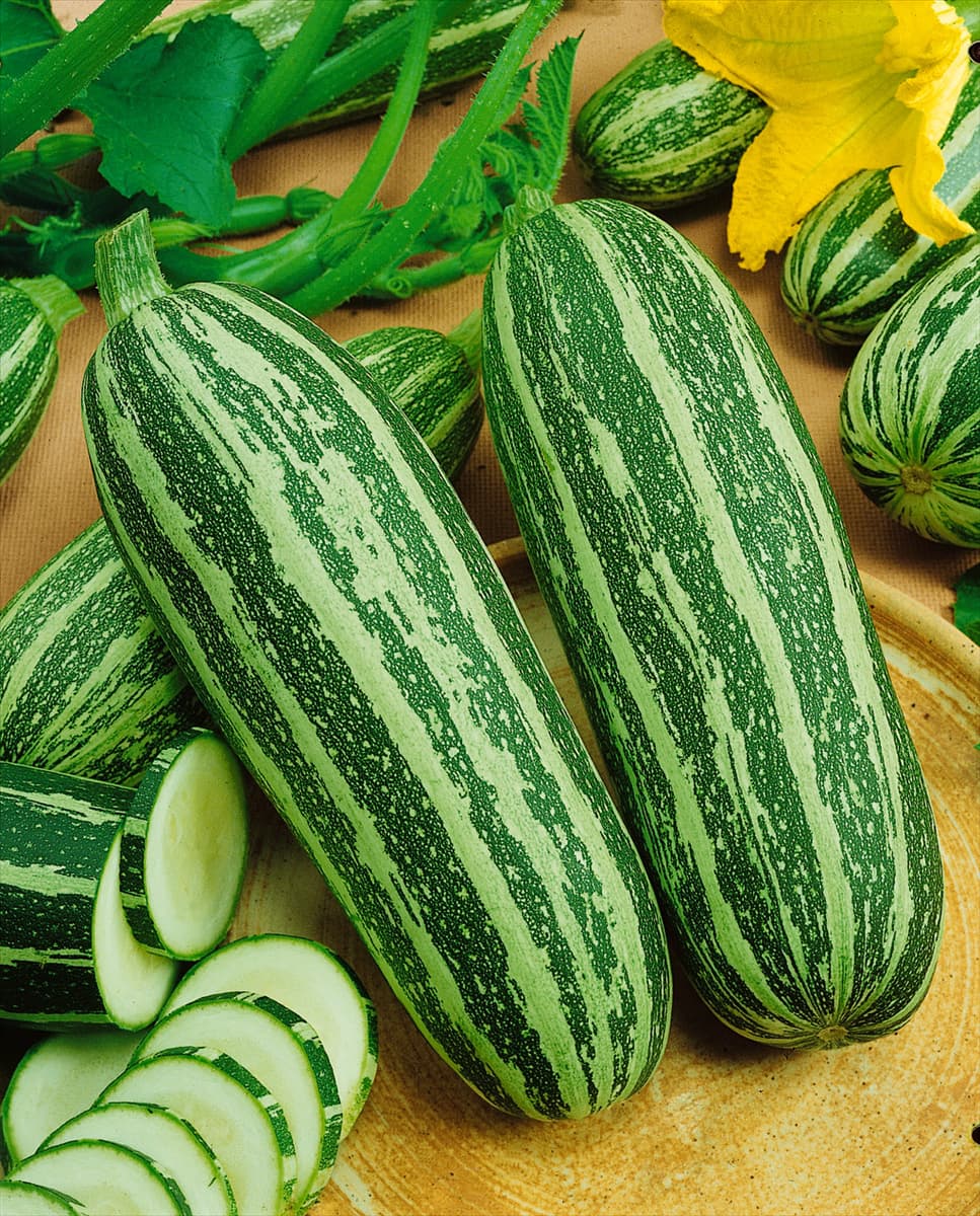 Zucchini / Cucurbita pepo con. giromontiina Zebra Cross