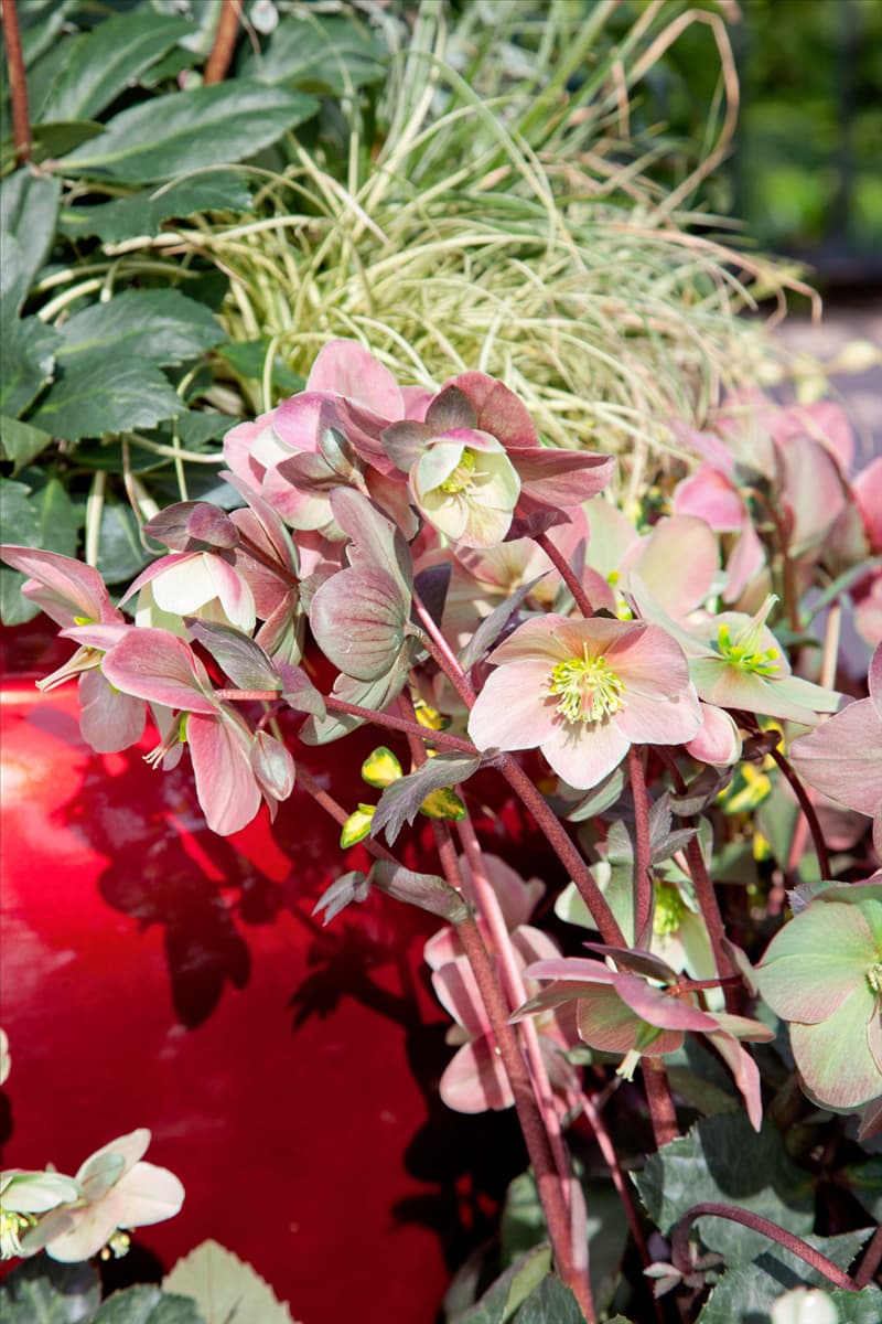 Helleborus Gold Collection ® Silver Dollar