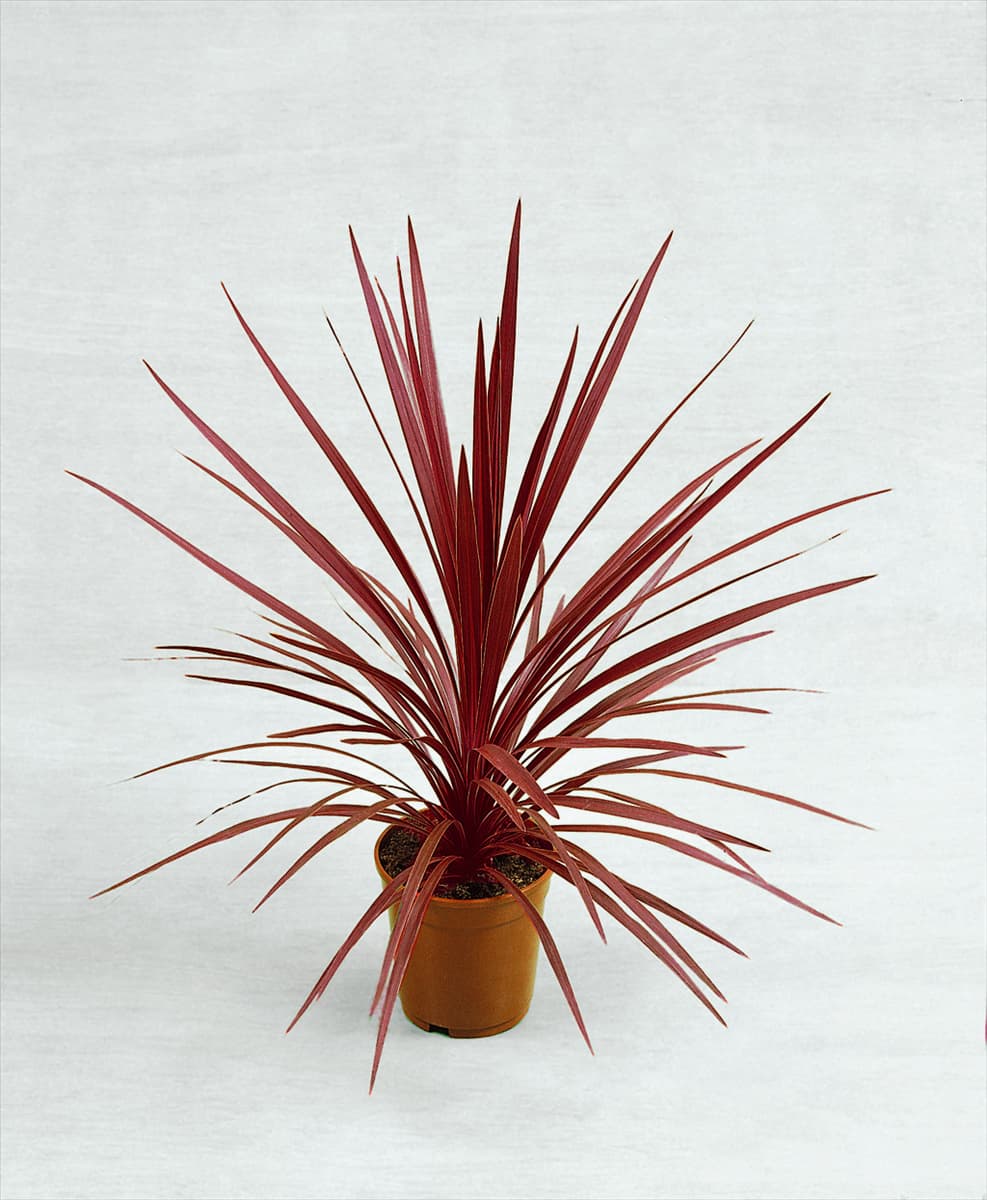 Cordyline australis Red Star