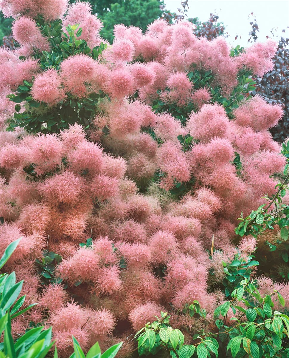Cotinus coggygria Rubrifolius Group