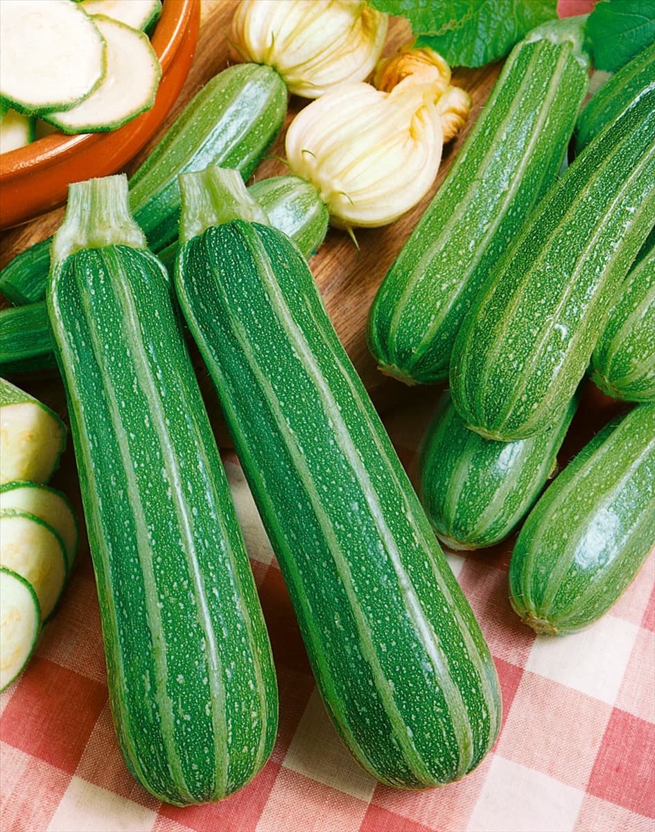 Zucchini / Cucurbita pepo con. giromontiina