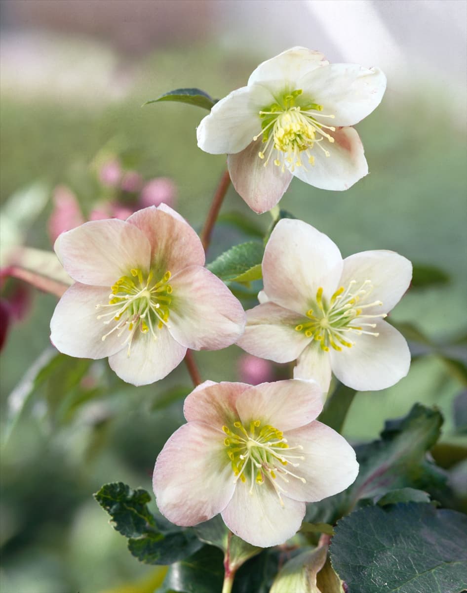Helleborus Winter Moonbeam