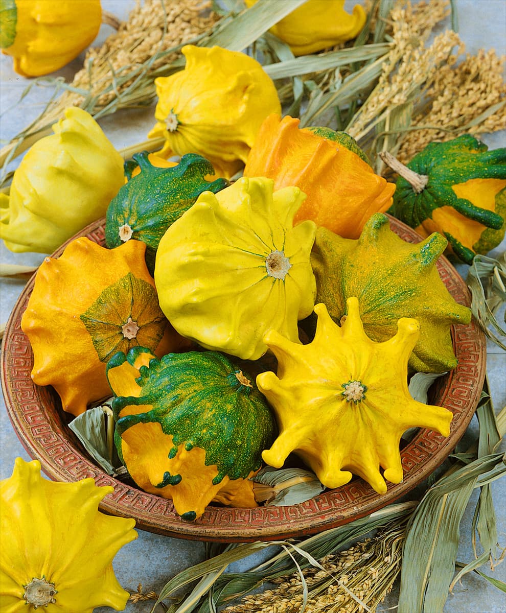 Kürbis / Cucurbita pepo Crown of Thorns mixed