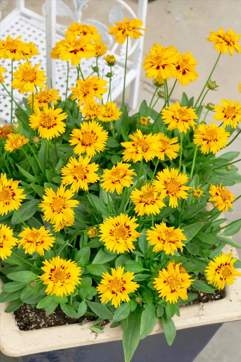 Coreopsis grandiflora Rising Sun