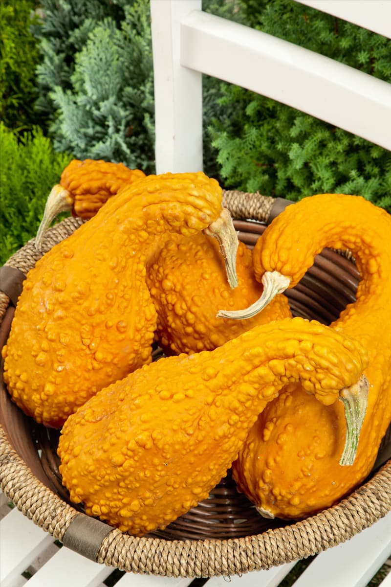 Cucurbita pepo Schwanenhals im Korb
