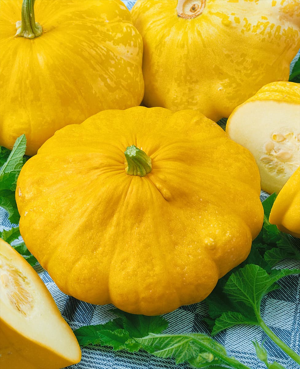 Kürbis / Cucurbita pepo var. patissonini