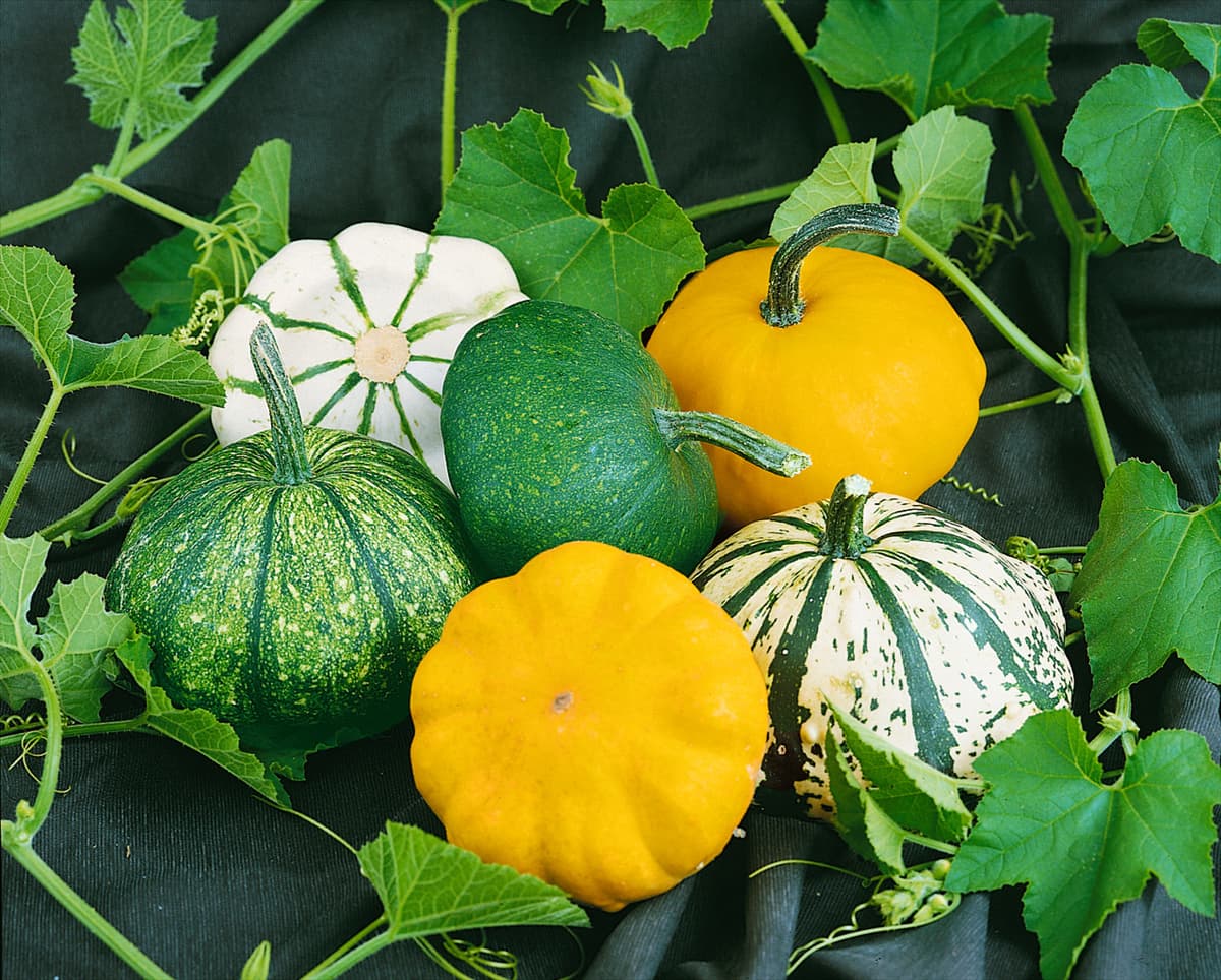 Kürbis / Cucurbita pepo var. patissonini mixed