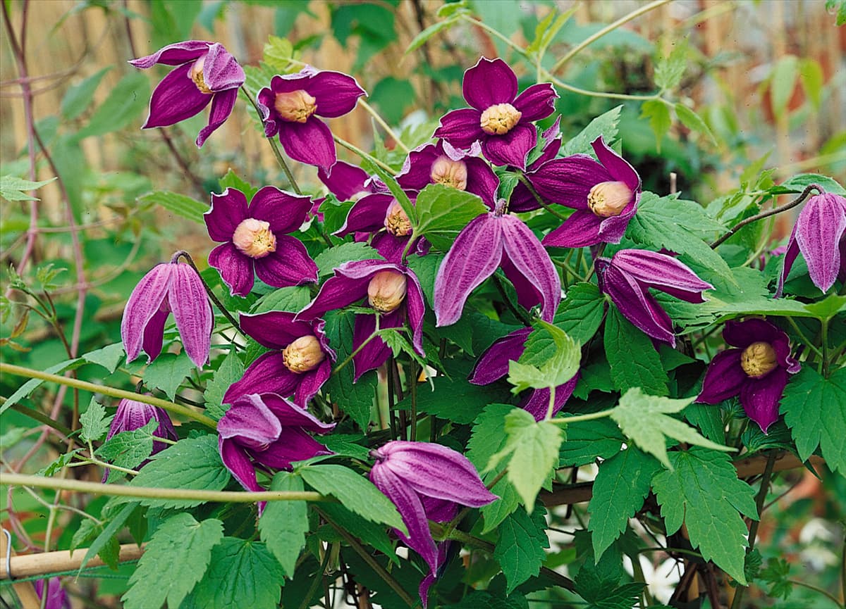 CLEMATIS Brunette