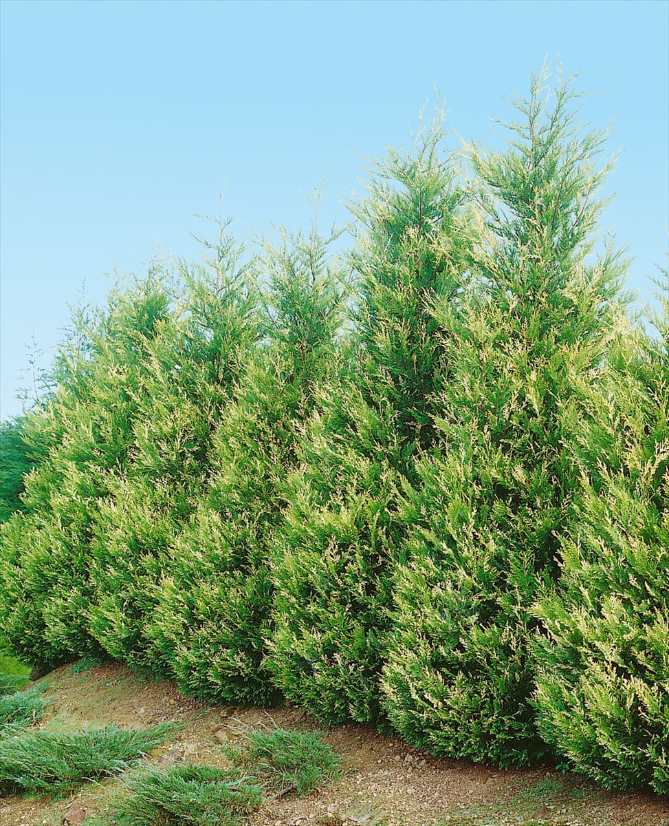 X Cuprocyparis leylandii Star Wars