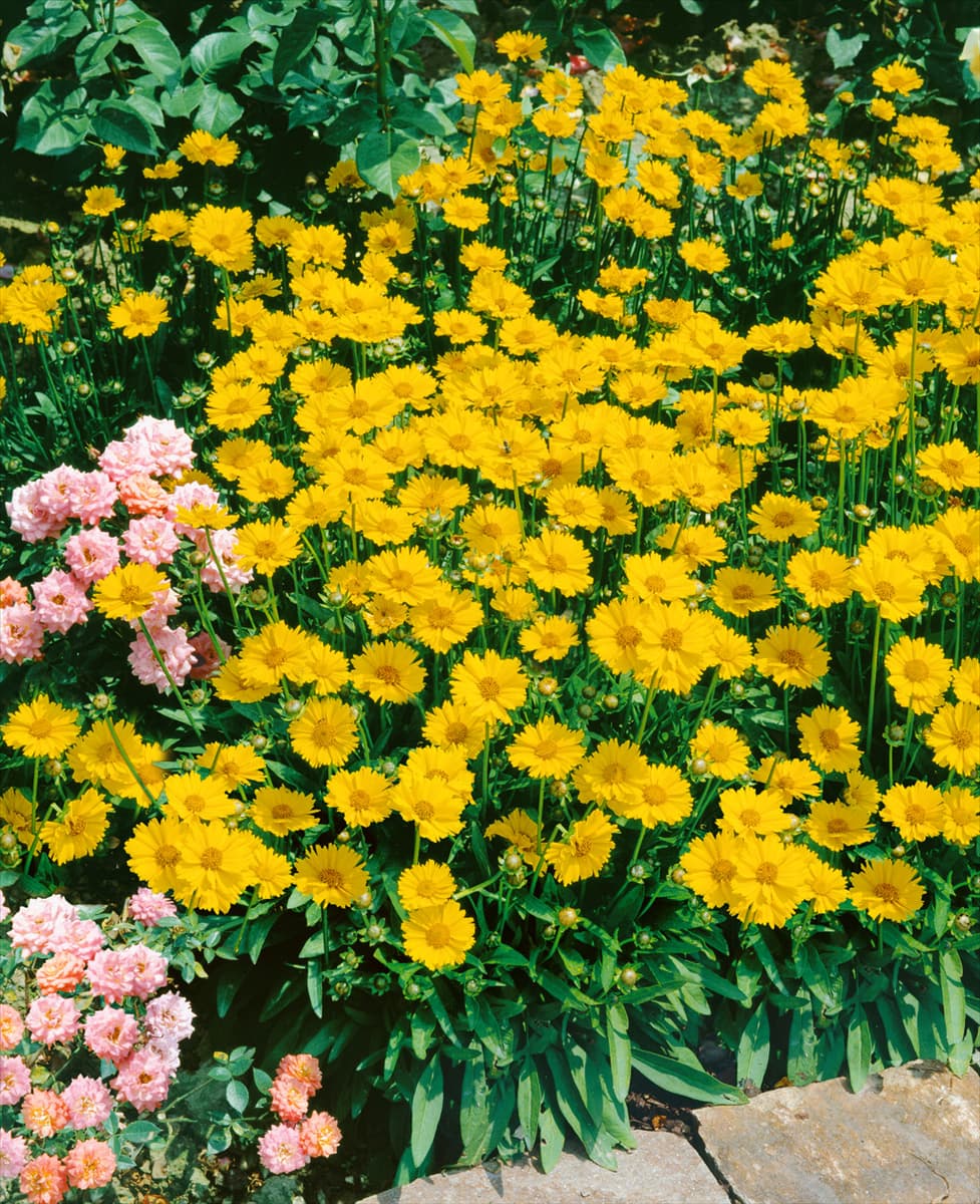 Coreopsis grandiflora Sonnenkind