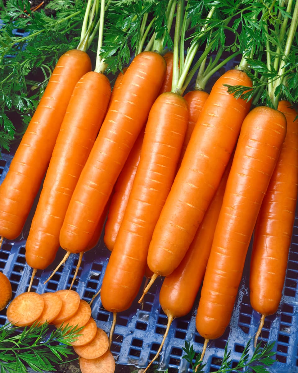 Daucus carota Nantaise ®